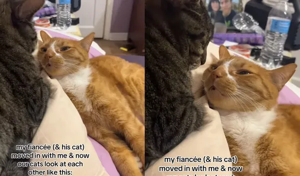 未婚夫帶貓同居 2貓「偶像劇式深情對望」閃翻!網:讓牠們結婚。(圖/翻攝自TikTok/rotten.friend)