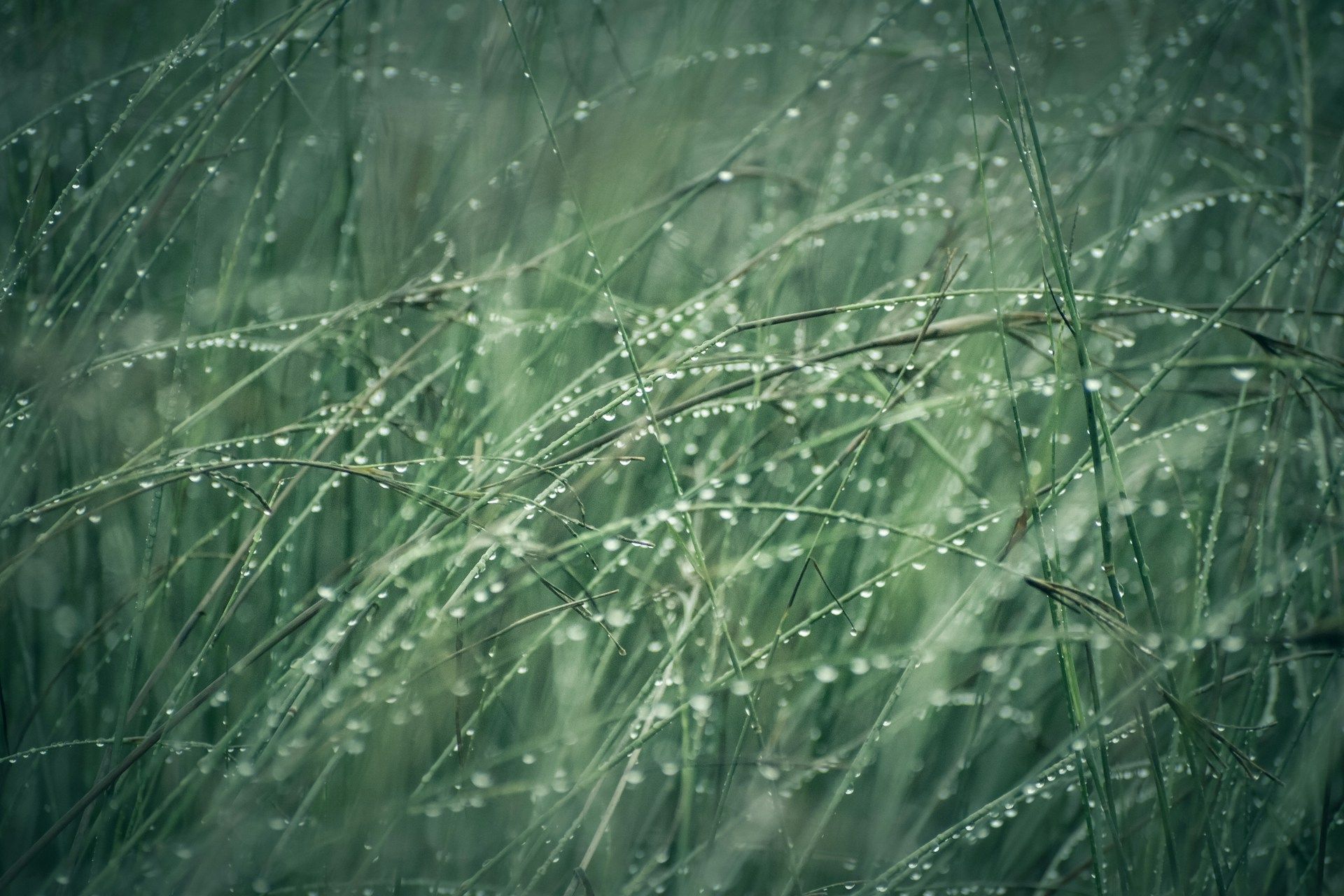 ▲雨水 。（圖／免費圖庫unsplash）