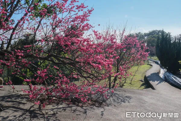 ▲陽明山北投區泉源里「十八份水圳步道」,櫻花,三色櫻,文化大學。(圖/記者彭懷玉攝)