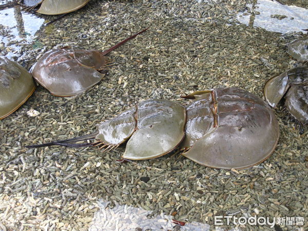 ▲▼今年3月17日起全年禁止於縣轄海域採捕三棘鱟,除烏坵及東碇海域外。(圖/記者林名揚翻攝)