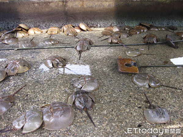 ▲▼今年3月17日起全年禁止於縣轄海域採捕三棘鱟,除烏坵及東碇海域外。(圖/記者林名揚翻攝)