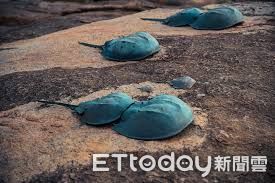 ▲▼今年3月17日起全年禁止於縣轄海域採捕三棘鱟,除烏坵及東碇海域外。(圖/記者林名揚翻攝)