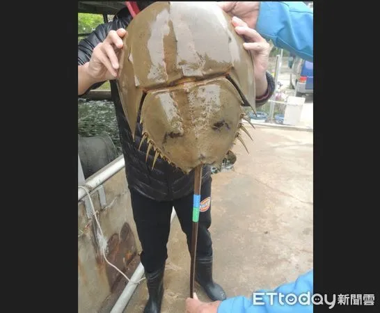 ▲▼今年3月17日起全年禁止於縣轄海域採捕三棘鱟,除烏坵及東碇海域外。(圖/記者林名揚翻攝)