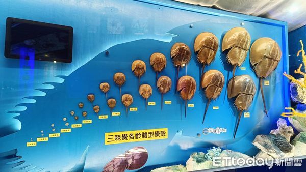 ▲▼今年3月17日起全年禁止於縣轄海域採捕三棘鱟,除烏坵及東碇海域外。(圖/記者林名揚翻攝)