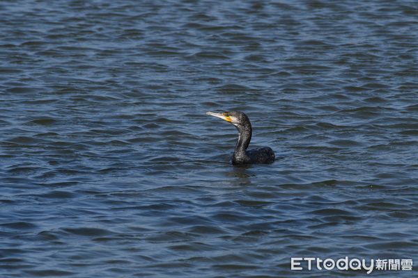 ▲▼ 鰲鼓濕地森林園區舉辦「鸕鷀.如此」系列活動,濕地生態展示館內展出鸕鷀立姿標本展和鸕鷀專題介紹 。(圖/林業保育署嘉義分署提供)