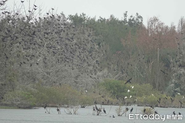 ▲▼ 鰲鼓濕地森林園區舉辦「鸕鷀.如此」系列活動,濕地生態展示館內展出鸕鷀立姿標本展和鸕鷀專題介紹 。(圖/林業保育署嘉義分署提供)