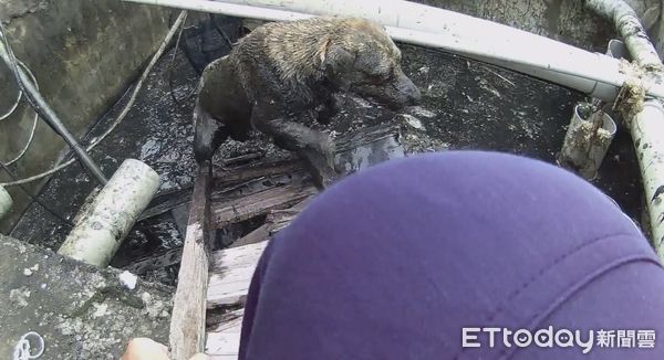 ▲枋寮警分局員警會同民眾救出掉入水溝的毛小孩 。(圖/記者陳崑福翻攝)