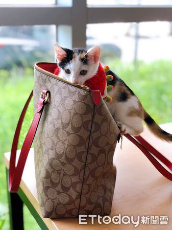 貓、喵星人、毛小孩。(圖/記者林蕙娟攝)