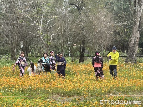 ▲台南山上花園水道博物館四大花海盛開,尤其櫻木花道寒流後大爆發,歡迎民眾228連假來賞花。(圖/記者林東良翻攝,下同)