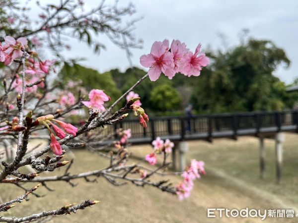 ▲台南山上花園水道博物館四大花海盛開,尤其櫻木花道寒流後大爆發,歡迎民眾228連假來賞花。(圖/記者林東良翻攝,下同)