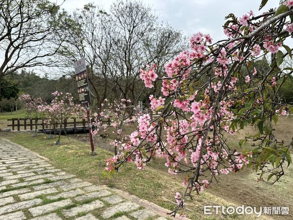 ▲台南山上花園水道博物館四大花海盛開,尤其櫻木花道寒流後大爆發,歡迎民眾228連假來賞花。(圖/記者林東良翻攝,下同)