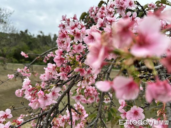 ▲台南山上花園水道博物館四大花海盛開,尤其櫻木花道寒流後大爆發,歡迎民眾228連假來賞花。(圖/記者林東良翻攝,下同)