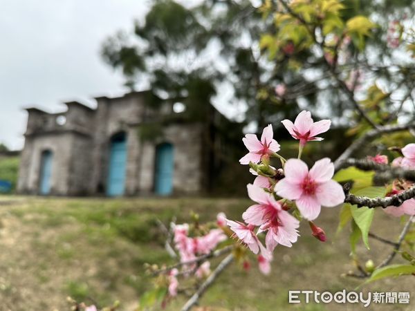 ▲台南山上花園水道博物館四大花海盛開,尤其櫻木花道寒流後大爆發,歡迎民眾228連假來賞花。(圖/記者林東良翻攝,下同)
