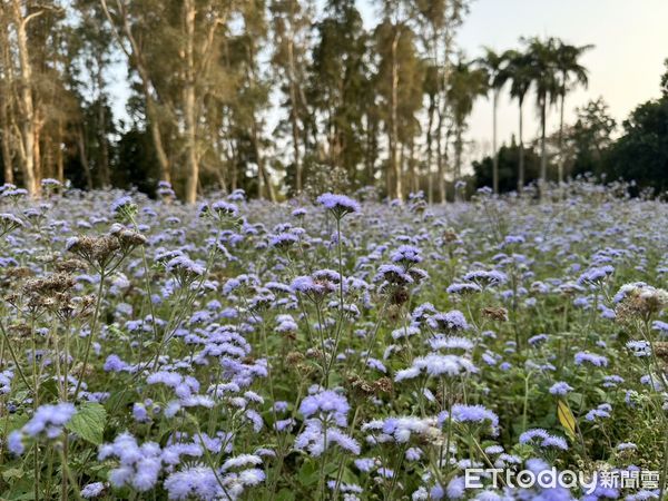 ▲台南山上花園水道博物館四大花海盛開,尤其櫻木花道寒流後大爆發,歡迎民眾228連假來賞花。(圖/記者林東良翻攝,下同)
