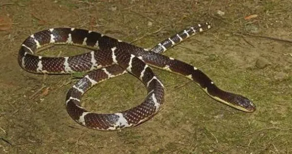 素貞環蛇。(圖/翻攝自中國科學院成都生物研究所官網)