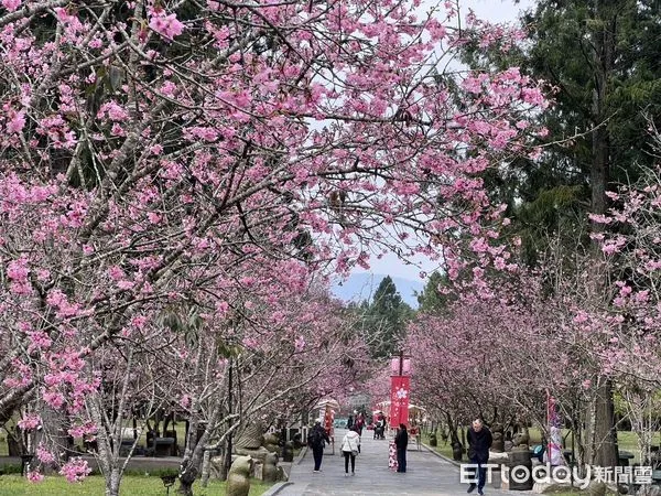 ▲九族櫻花祭的富士櫻接力盛開。(圖/九族文化村提供,下同)