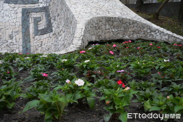 ▲▼花蓮縣第一獅子會捐贈1000株太陽鳳仙花。(圖/花蓮市公所提供,下同)