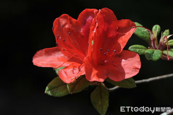 ▲金毛杜鵑。(圖/林業保育署南投分署提供)