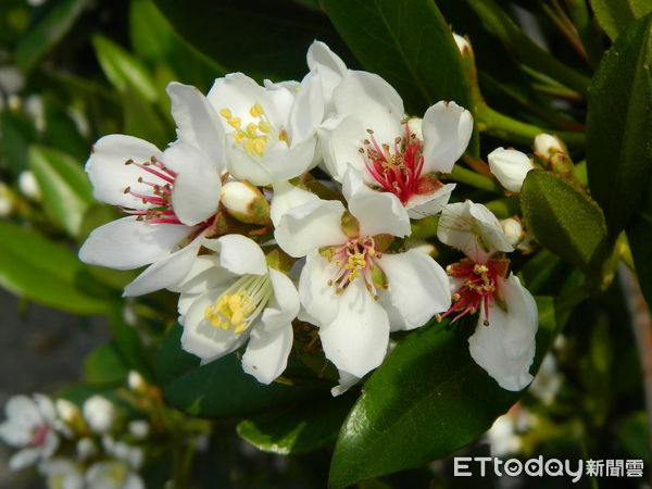 ▲厚葉石斑木。(圖/林業保育署南投分署提供)