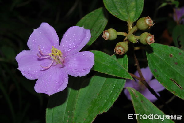 ▲野牡丹。(圖/林業保育署南投分署提供,下同)