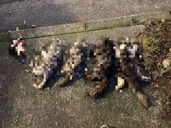 ▲(圖/翻攝自Facebook/我與街貓的距離)