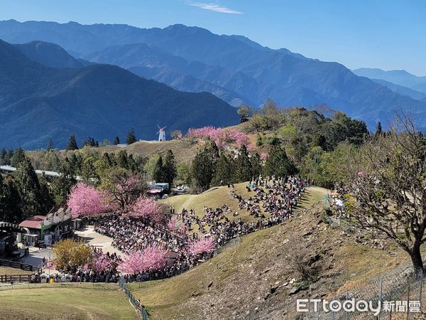 ▲▼清境農場櫻花。(圖/記者高堂堯翻攝)