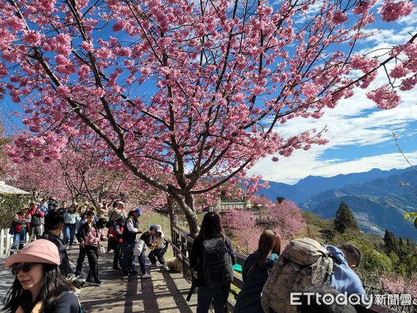 ▲▼清境農場櫻花。(圖/記者高堂堯翻攝)