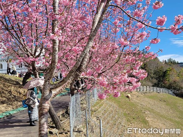 ▲▼清境農場櫻花。(圖/記者高堂堯翻攝)