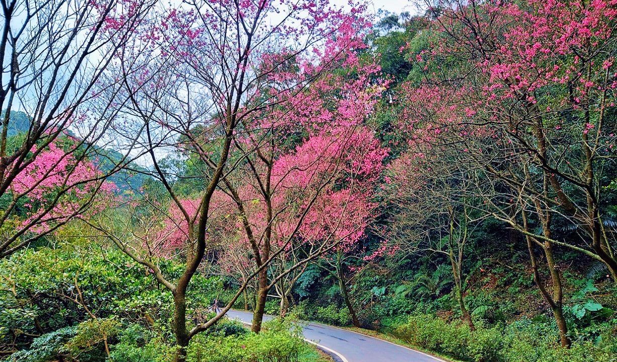 ▲三芝青山路櫻花仙境綻放。(圖/新北市景觀處提供)