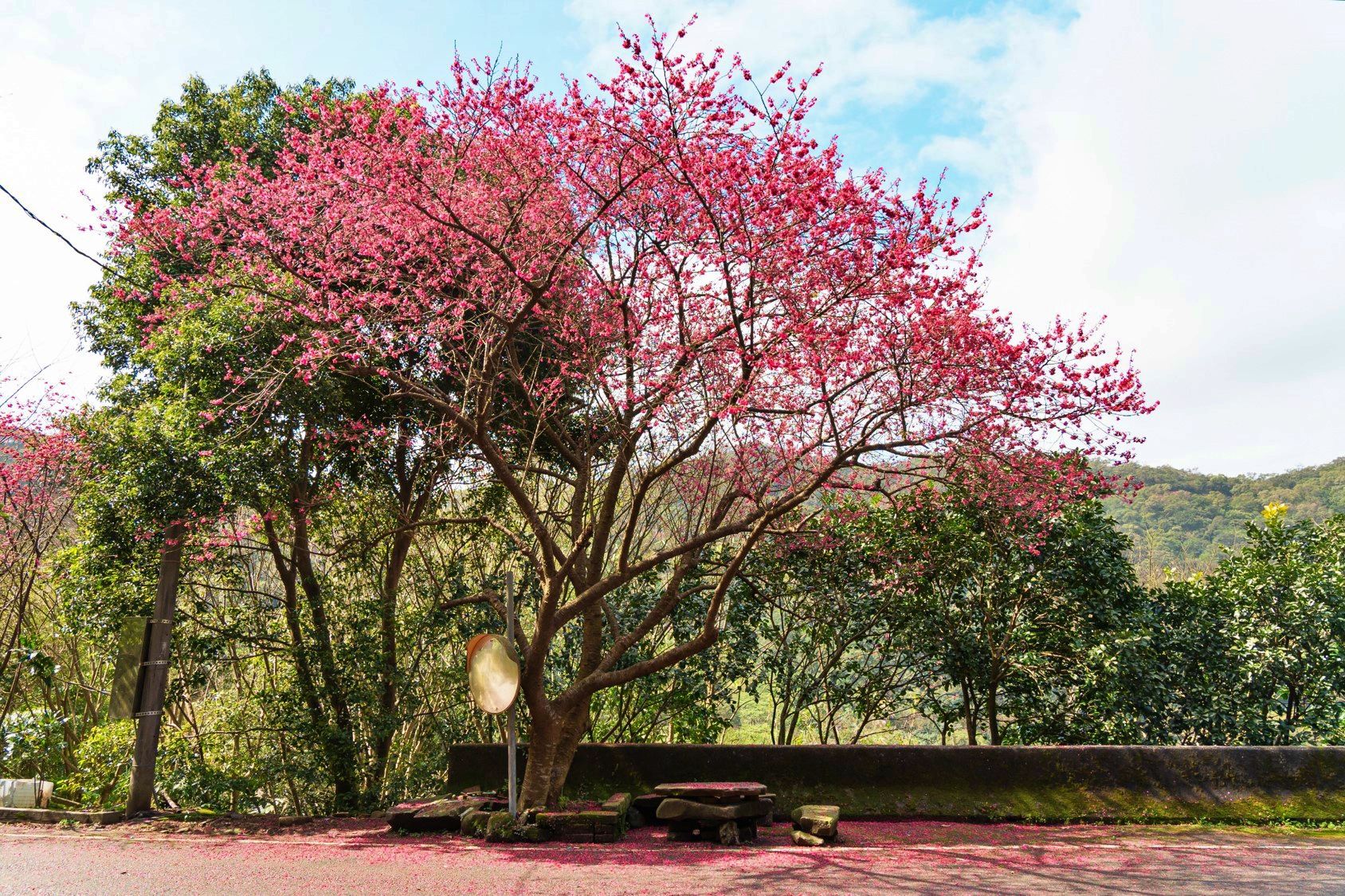 ▲三芝青山路櫻花仙境綻放。(圖/新北市景觀處提供)