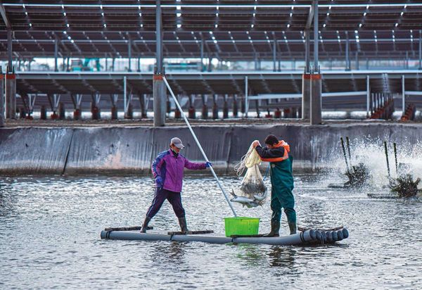 漁電共生本意是要將一地多用,讓漁業與綠能並行,達成環境永續目標。(翻攝星源漁業臉書)