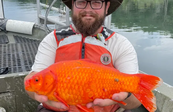 野放2年變巨獸!水道發現恐怖「巨型金魚」 驚人照片曝光。(圖/翻攝自Facebook/U.S. Fish and Wildlife Service)