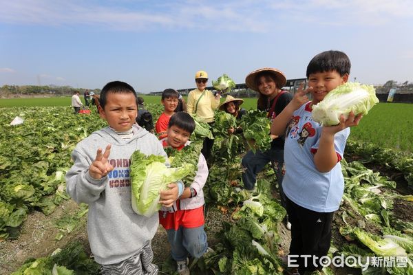 ▲恆基課輔班學童採收大白菜 。(圖/恆基提供)