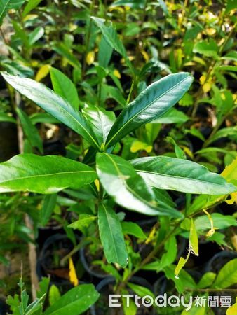 ▲林業及自然保育署嘉義分署配合2025年「織一片生態綠網」植樹月,3月在台南地區將舉辦多場贈苗活動,預計發放2000株原生種苗木。(圖/記者林東良翻攝,下同)