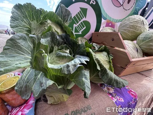 ▲農糧署輔導嘉禾益果菜生產合作社及中華民國果菜合作社聯合社攜手合作共同開拓外銷通路,將台灣甘藍銷往日本,今日進行封櫃儀式。(圖/記者游瓊華翻攝)