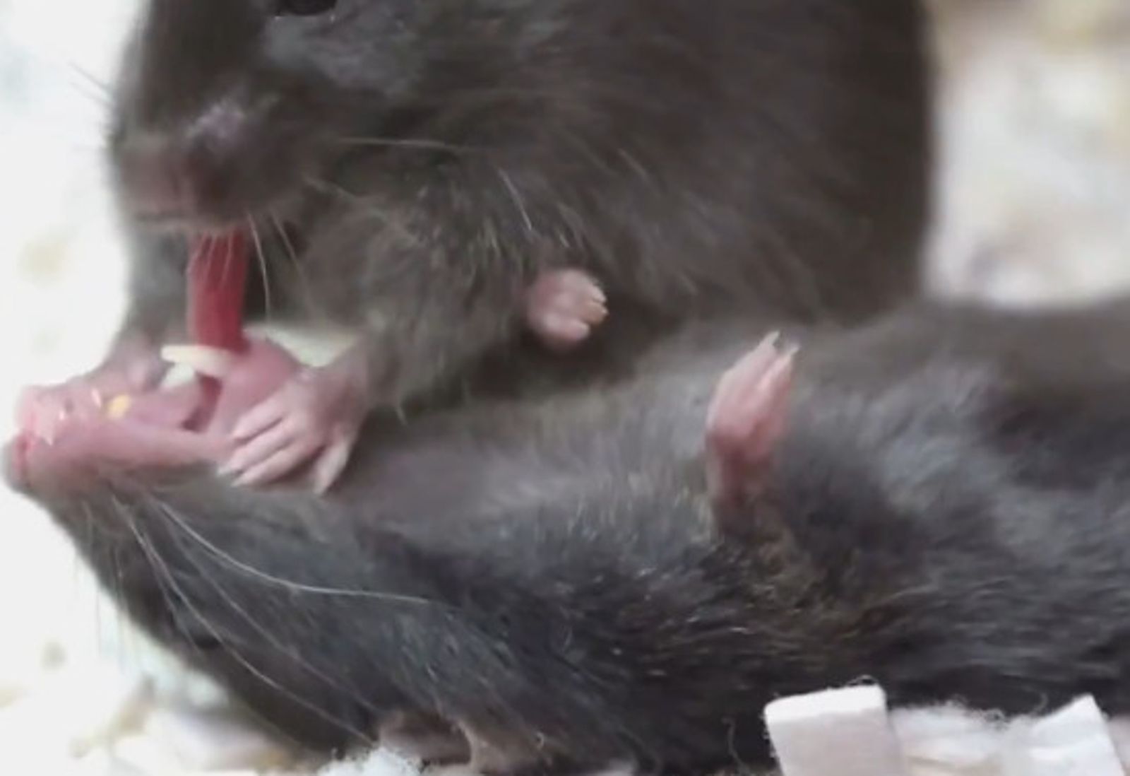 【有片】超越想像!老鼠竟會拯救同伴 「口對口急救」影片曝光