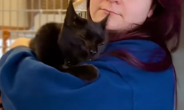 8歲小貓因為「太喜歡抱抱」被送到收容所 千萬網友怒:我來養。(圖/翻攝自TikTok/littleguild)