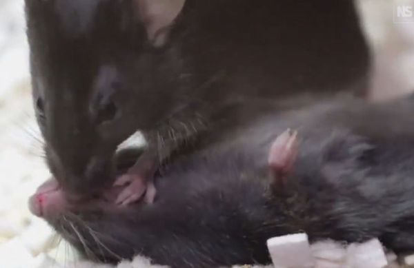 研究團隊發現老鼠會主動幫昏倒的同伴做口對口急救。(翻攝X@AMAZlNGNATURE)