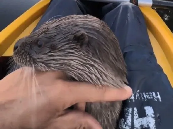 ▲孤兒水獺見「救命恩人」興奮衝來 上船開心撒嬌討摸摸。(圖/翻攝自TikTok/@matsjanzon)