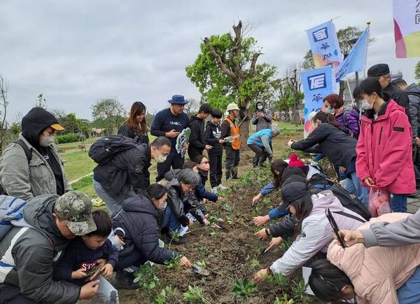 ▲桃園植樹節栽種流蘇樹苗