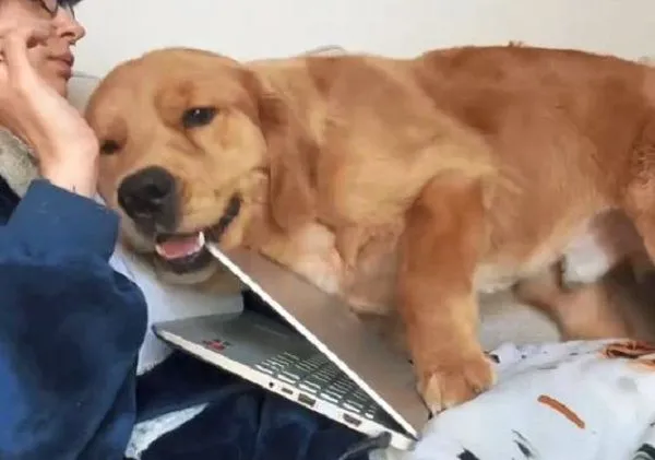 ▲阿金干擾飼主上課 「硬窩身邊」還順手合上電腦。(圖/翻攝自TikTok/@archie_the_good_golden)