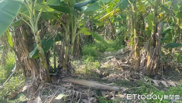 ▲▼旗山偷香蕉 。(圖/記者陳宏瑞翻攝)