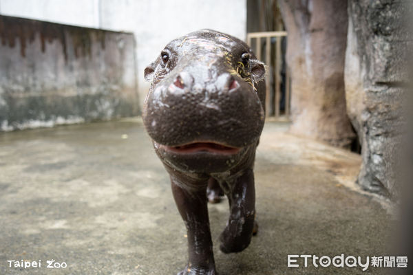 侏儒河馬湯包。(圖/台北市立動物園提供)