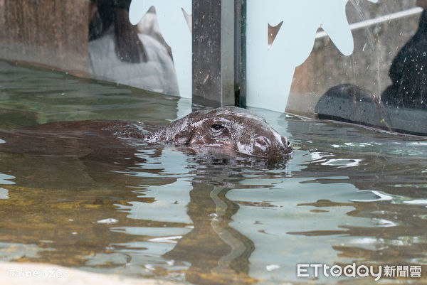 侏儒河馬湯包。(圖/台北市立動物園提供)