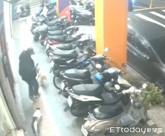 貓咪攻擊狗。(圖/新北市動保處提供)