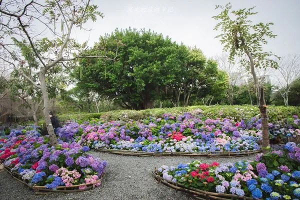 ▲▼台北大安森林公園繡球花季。(圖/部落客黑皮的旅遊筆記授權提供)