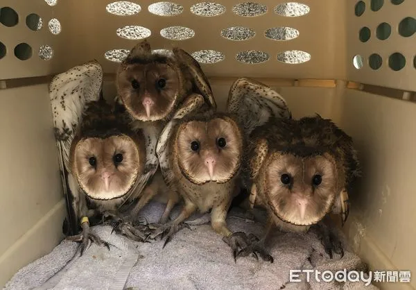 ▲3月4日野放的4隻草鴞幼鳥當初在野生動物急救站照養訓練的可愛模樣。(圖/記者林東良翻攝,下同)