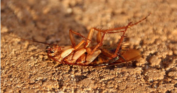 。(示意圖/翻攝pixabay)