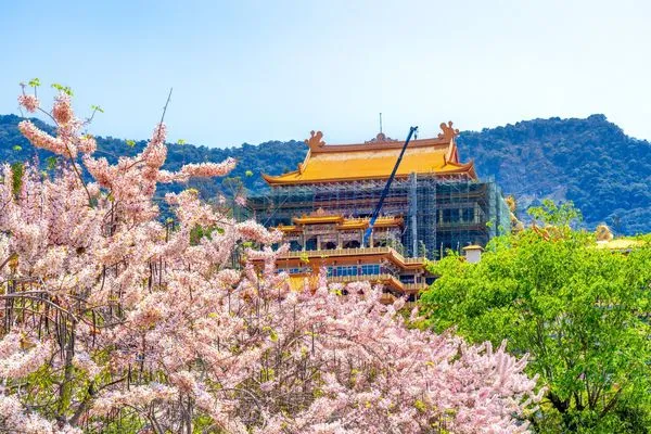 ▲▼台南南化玉山寶光聖堂花旗木。(圖/台南市政府提供)