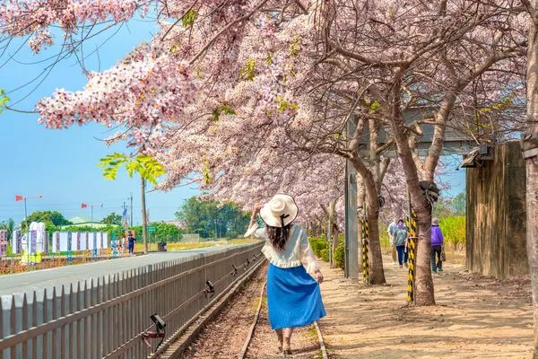 ▲▼台南金砂里花旗木步道。(圖/台南市政府提供)
